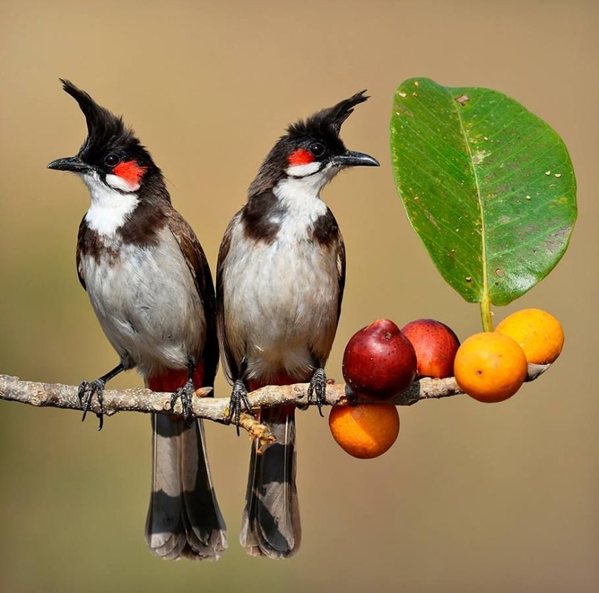 Chào Mào Má Đỏ Gallery 2