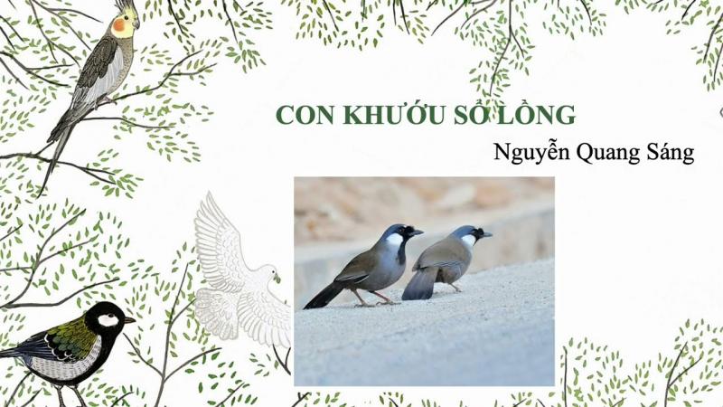 Con Khướu Sổ Lòng Gallery 2