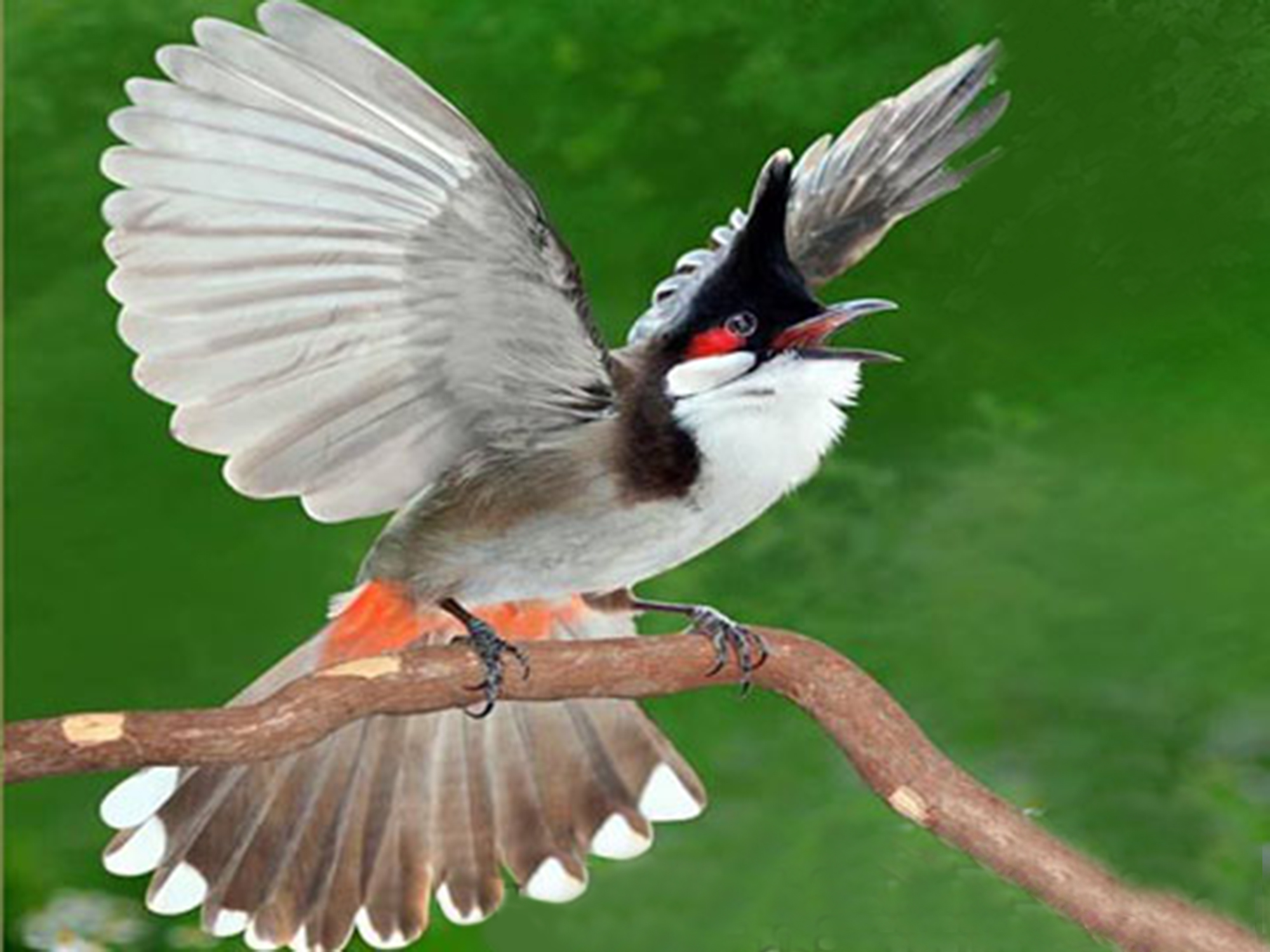 Chim Chào Mào Đít Đỏ Gallery 2