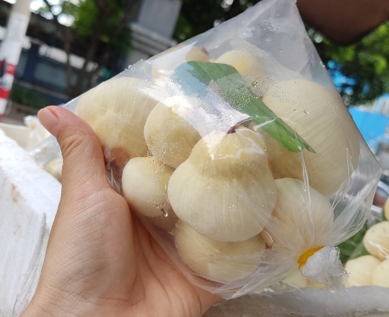 Mộng Dừa Bến Tre - Thiên Đường Xanh Mướt Giữa Đồng Bằng Sông Cửu Long