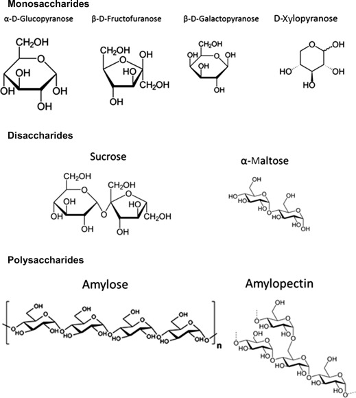 Monosaccharide + Monosaccharide →