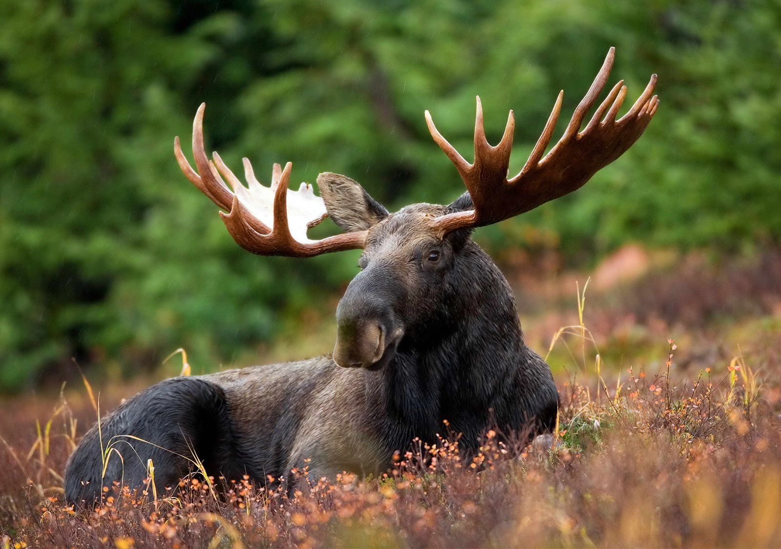 Moose: The Majestic Giants of the North Gallery 1