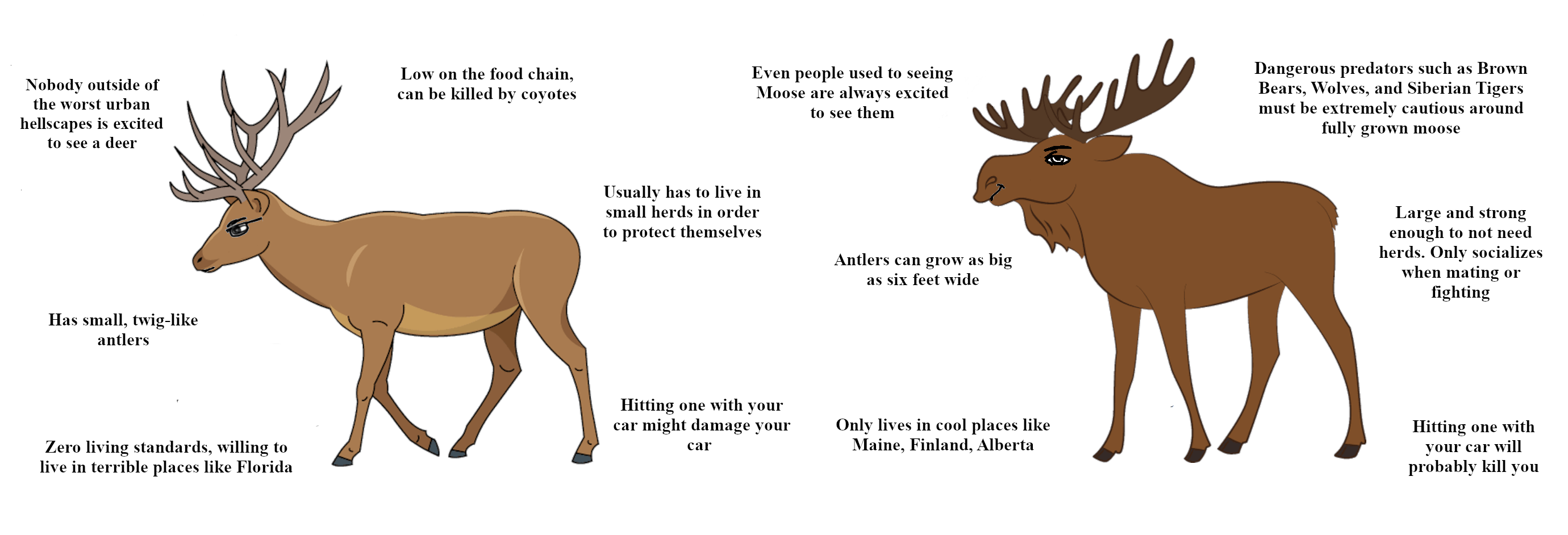 Moose: The Majestic Giants of the North Gallery 2