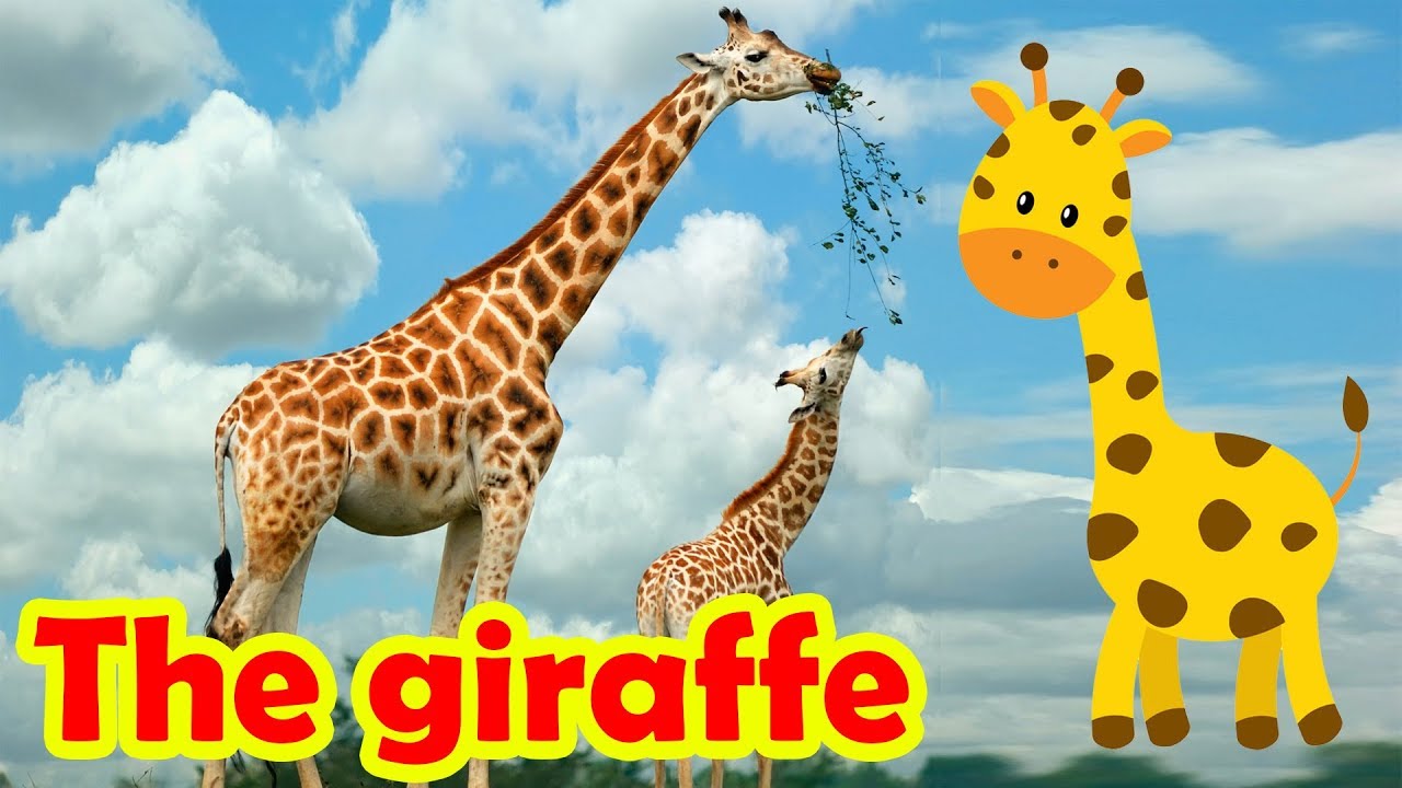 What is a Giraffe in English? Gallery 1