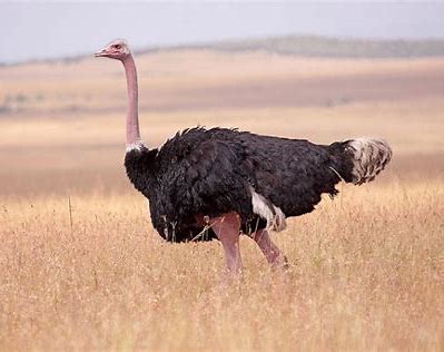 What is an Ostrich in English? Gallery 1