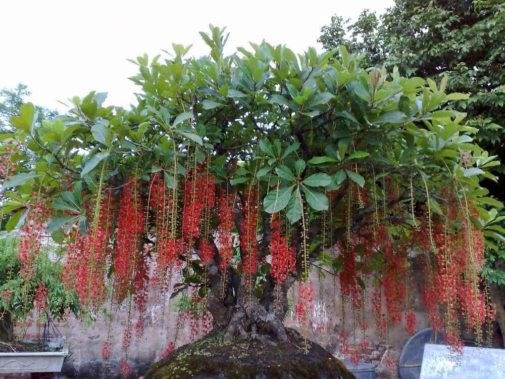 Cây Lộc Vừng Đẹp Nhất Việt Nam Gallery 2