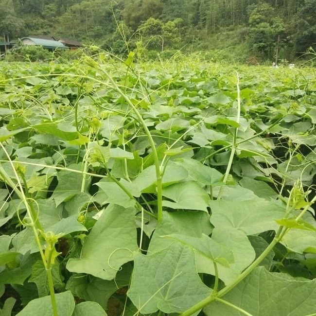 Giống Su Su Lấy Ngọn: Chọn Giống Nào Cho Năng Suất Cao? Gallery 2