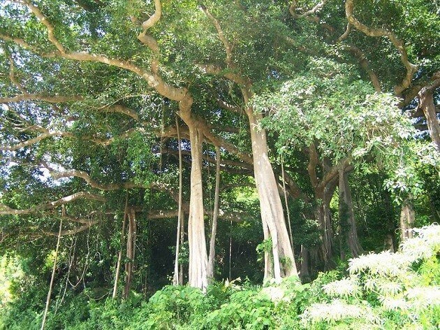 Cây cổ thụ là cây gì? Gallery 2