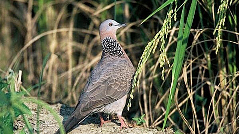 Chim Ngói Là Chim Gì? Gallery 2