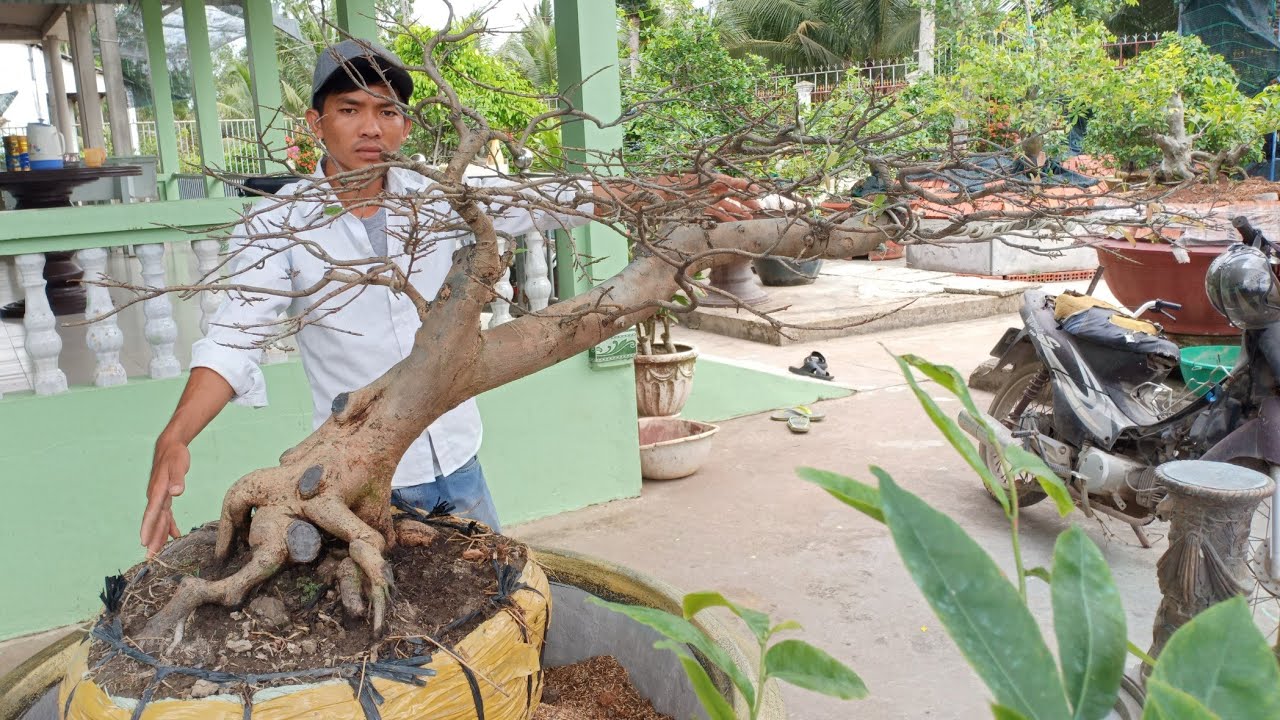 Những Cây Mai Dáng Bay Đẹp Nhất Gallery 2