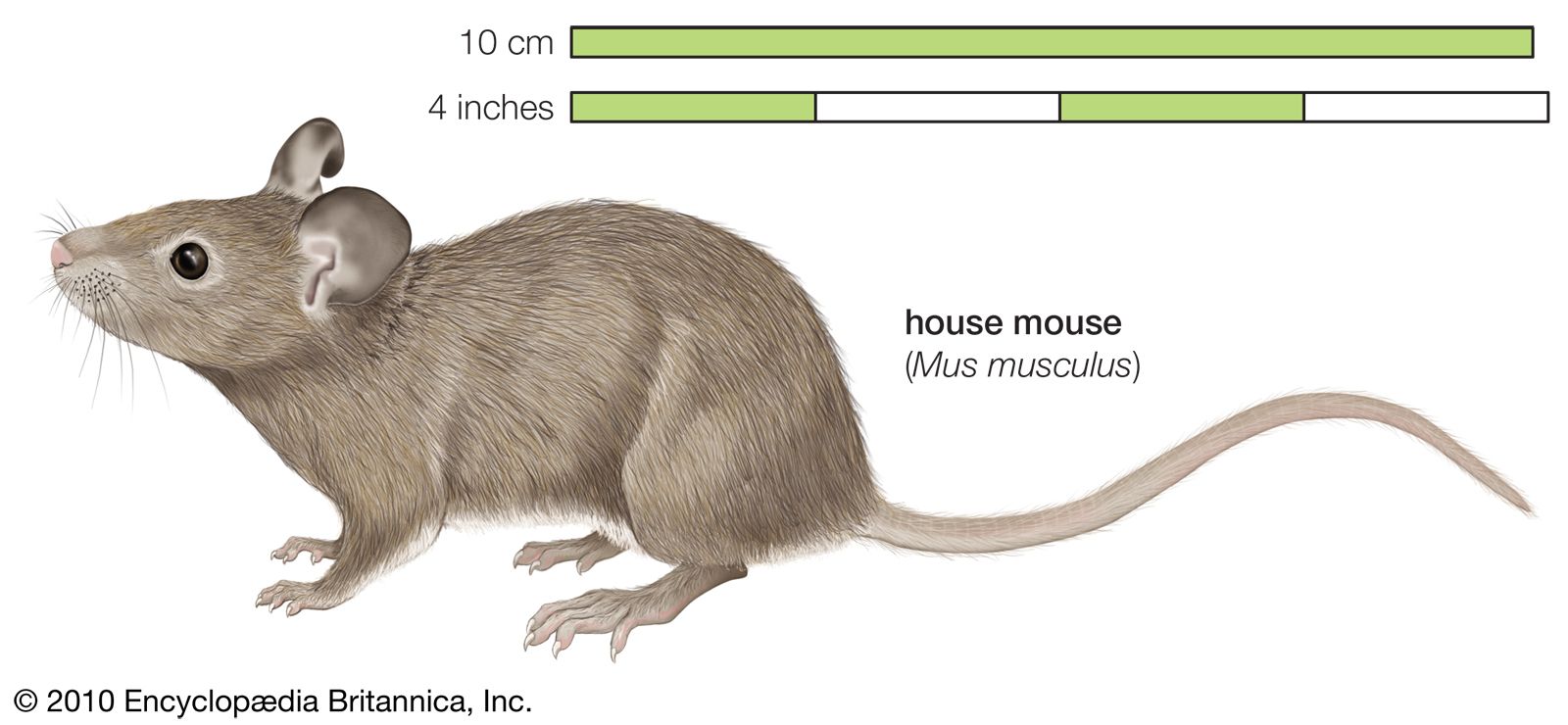 Mice: A Comprehensive Guide Gallery 2