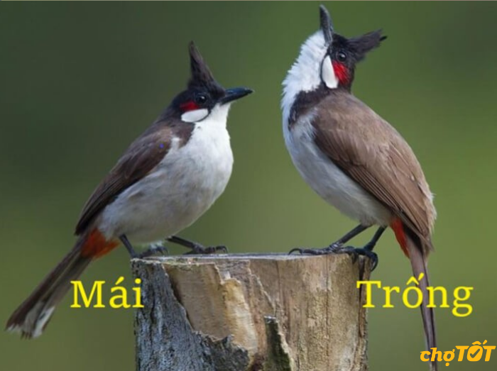 Mua Bán Chim Chào Mào: Giá Cả, Địa Điểm Uy Tín
