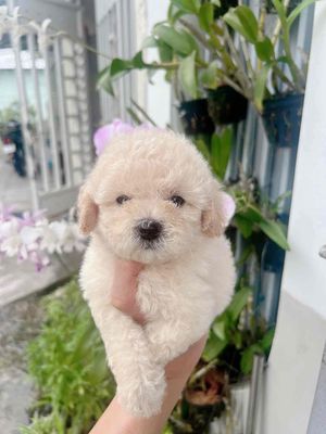 Vật nuôi thú cưng Cần Thơ: Địa điểm mua bán, chăm sóc thú cưng uy tín Gallery 1