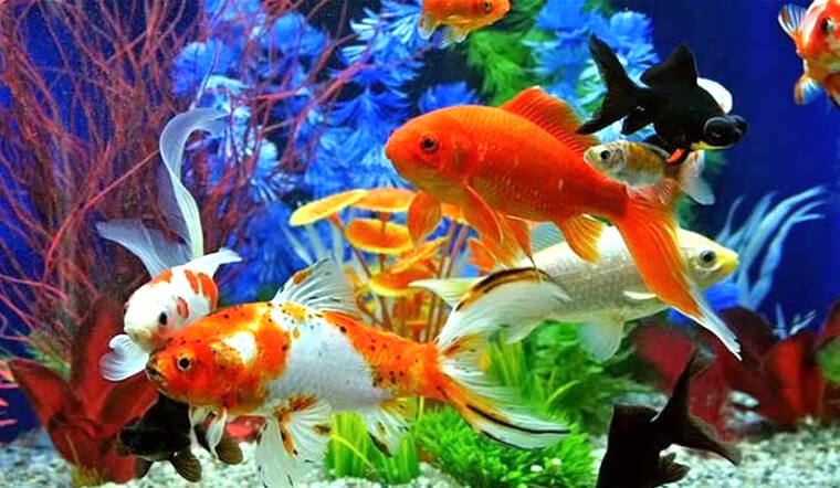 Cá Cảnh Hạ Long: Địa điểm mua bán, các loại cá và kinh nghiệm chăm sóc Gallery 1