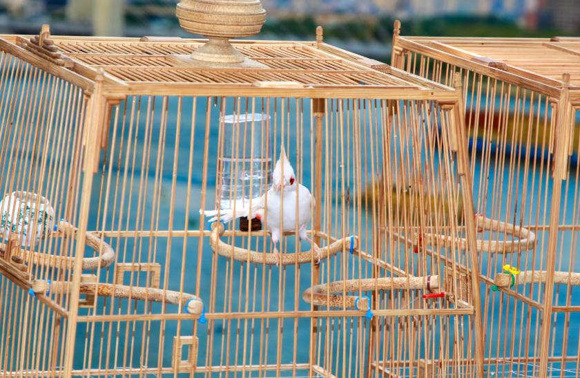 Mua Bán Chim Chào Mào: Giá Cả, Địa Điểm Uy Tín Gallery 2