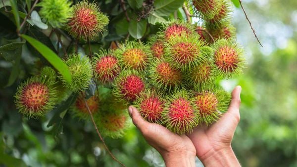 Mùa Chôm Chôm Tháng Mấy?