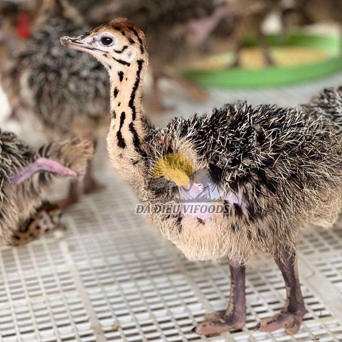 Mua Đà Điểu Giống: Nguồn Cung Cấp Uy Tín, Chất Lượng Cao
