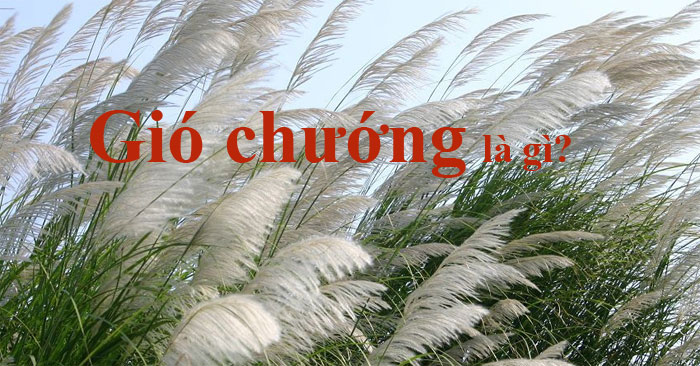 Mùa gió chướng là gì?