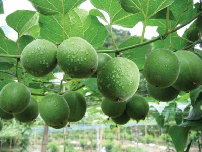 Mua giống cây La Hán quả ở đâu?