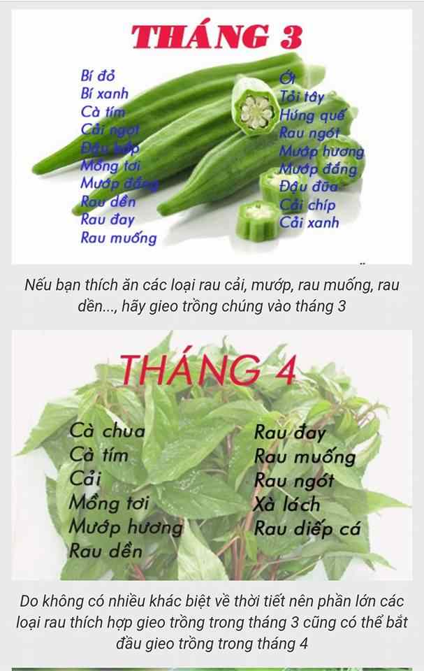 Mùa hè trồng rau gì ở miền Bắc?