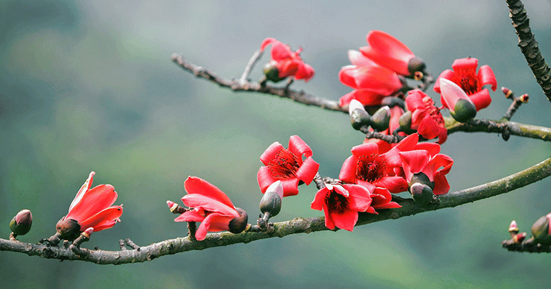 Mùa Hoa Gạo Tháng Mấy?