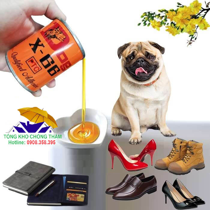 Mua keo con chó ở đâu?