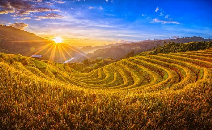 Mùa Lúa Chín Tháng Mấy?