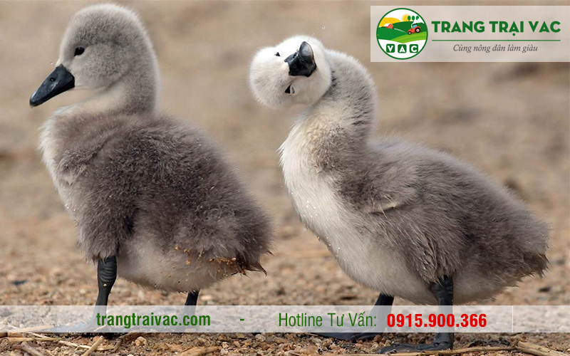 Mua Ngỗng Con Ở Đâu?