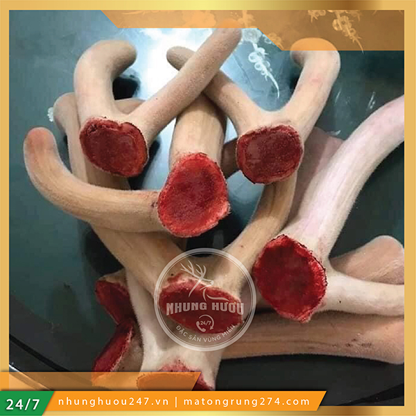 Mua Nhung Hươu Ở Đâu?