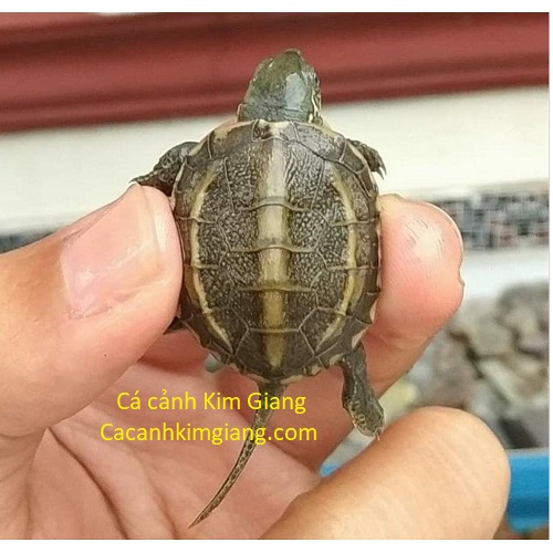 Mua Rùa Ở Đâu?
