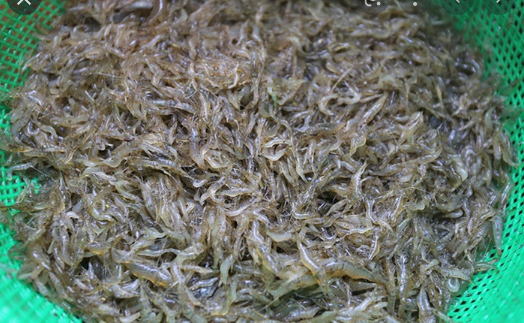 Tép sống ở đâu? Gallery 1