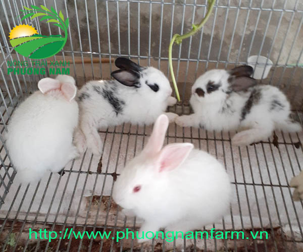 Mua Thỏ Giống Ở Đâu?