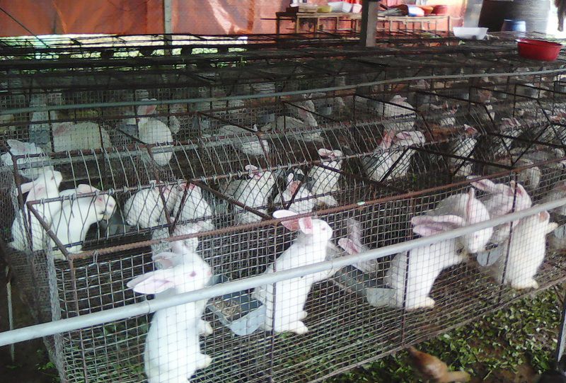 Mua Thỏ Giống Ở Hà Nội