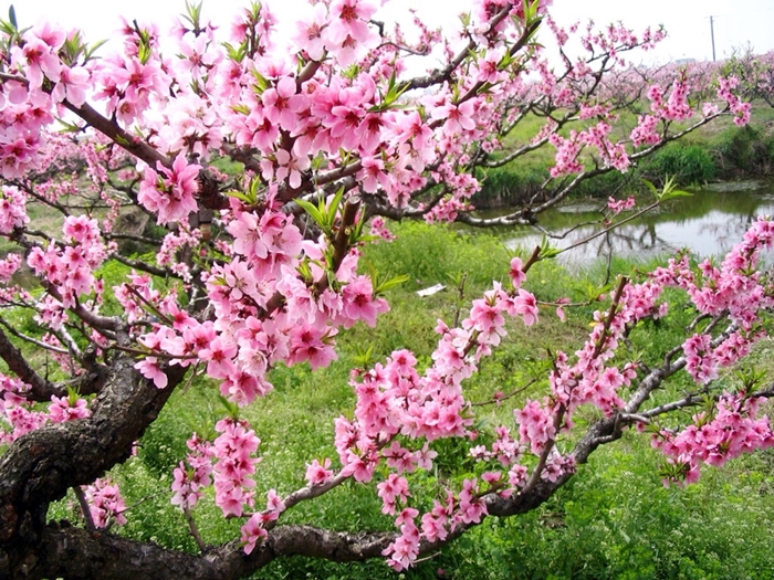 Mùa Xuân Mùa Hè: Khám Phá Vẻ Đẹp Và Hoạt Động Thú Vị Gallery 1
