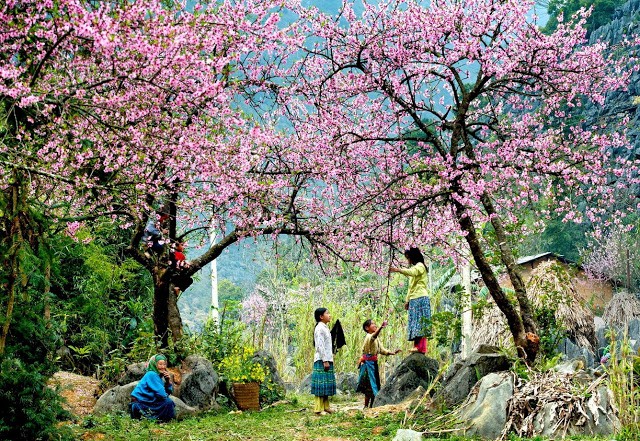 Mùa Xuân Việt Nam: Khám Phá vẻ đẹp rực rỡ của mùa xuân đất Việt