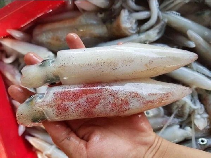 Mực Có Nuôi Được Không?