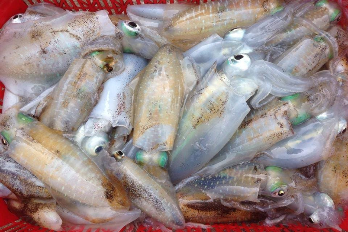 Mực Dâu Là Mực Gì? Gallery 2