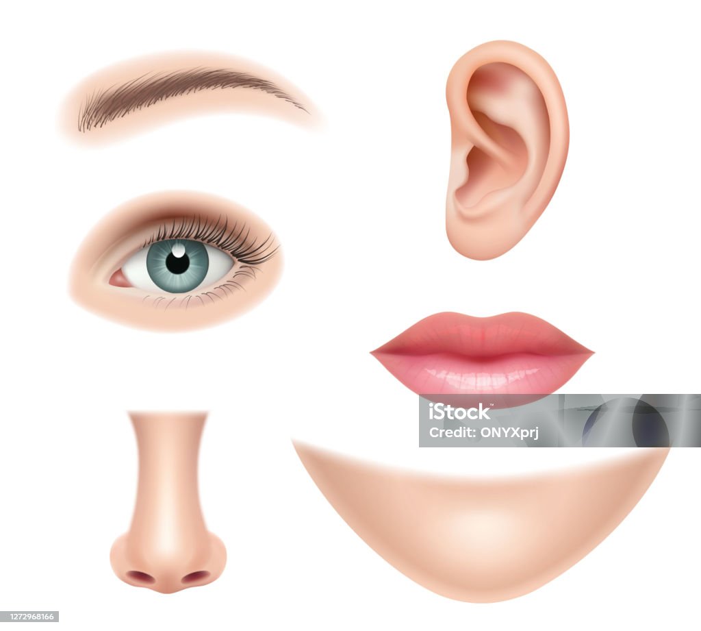 Các Bộ Phận Trên Khuôn Mặt Gallery 2