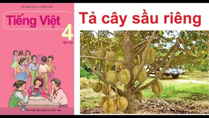 Văn tả cây sầu riêng lớp 4 Gallery 2
