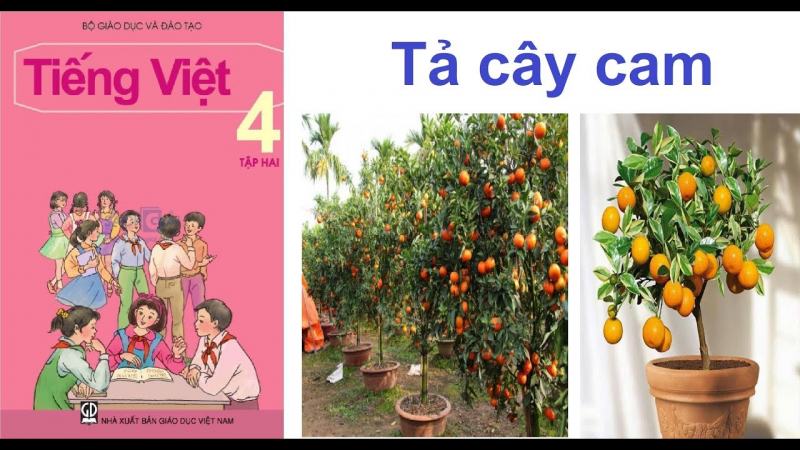 Tả cây cam lớp 4 Gallery 2
