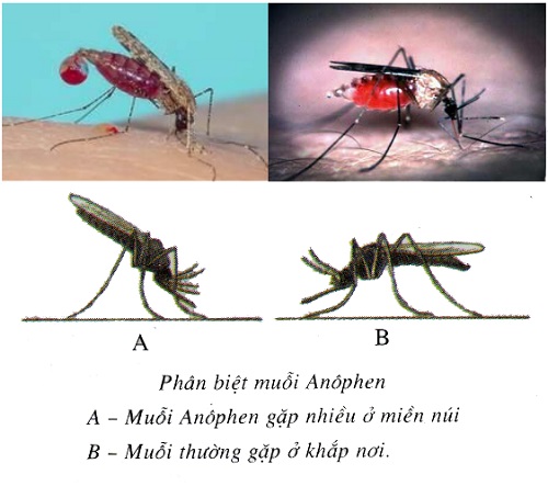 Muỗi màu trắng là muỗi gì?