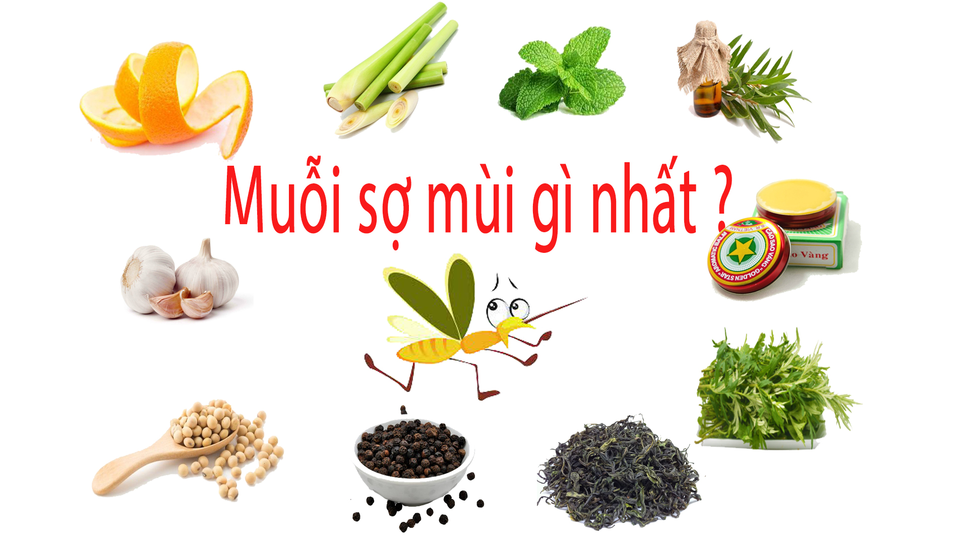 Muỗi sợ gì nhất?