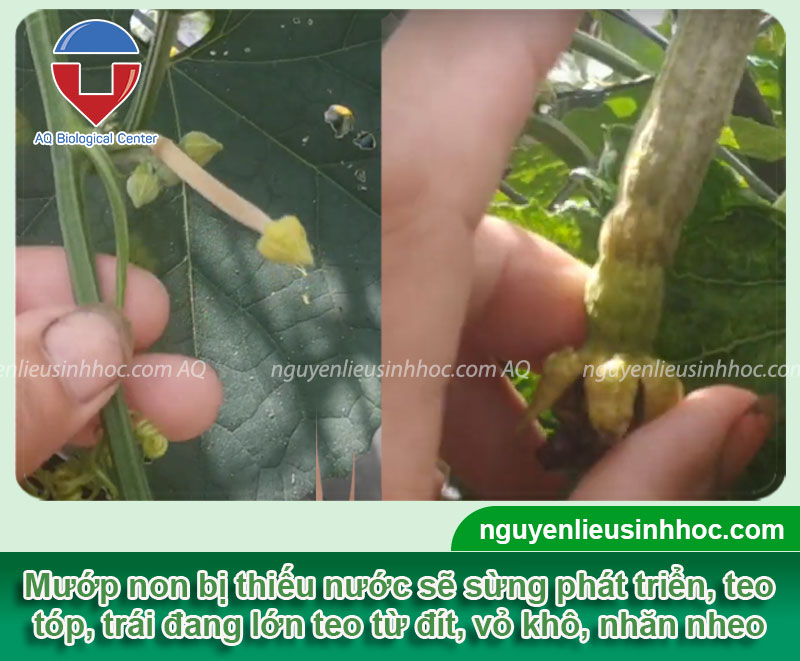 Mướp hương bị vàng trái non: Nguyên nhân và cách khắc phục