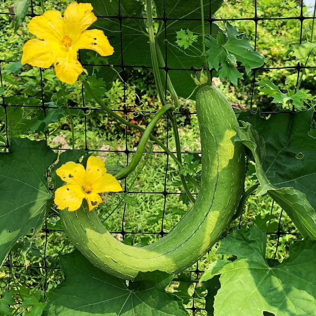 Winter Melon: A Comprehensive Guide