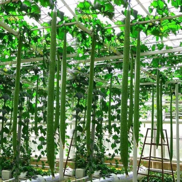 Mướp Hương Siêu Dài: Bí Quyết Trồng Trọt Và Chăm Sóc Để Có Được Những Quả Mướp Dài Ngoạn Mục