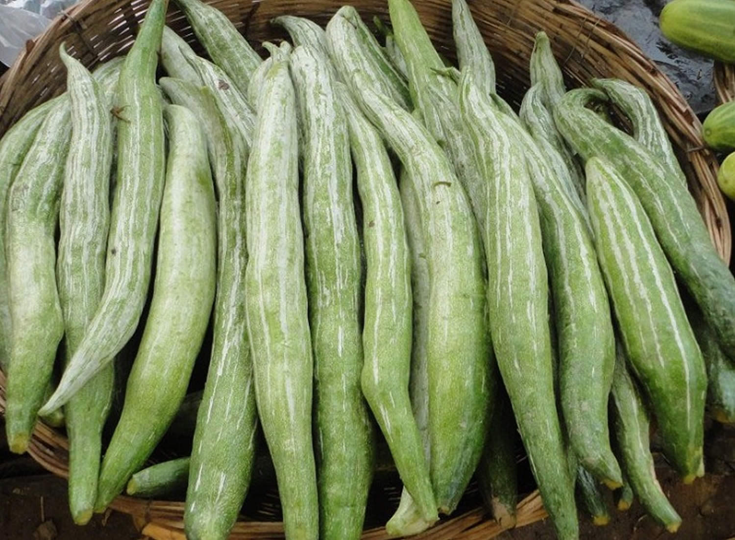 Mướp Nhật Có Tác Dụng Gì?