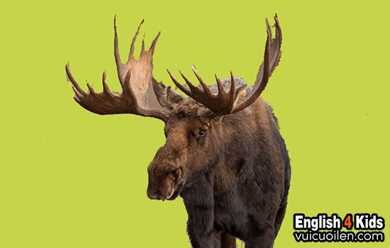 Moose: The Majestic Giants of the North