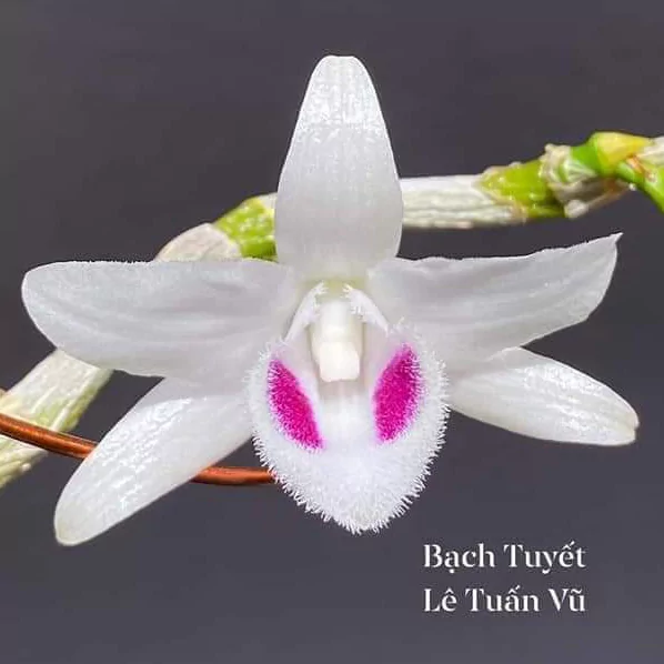 Năm Cánh Trắng Bạch Tuyết