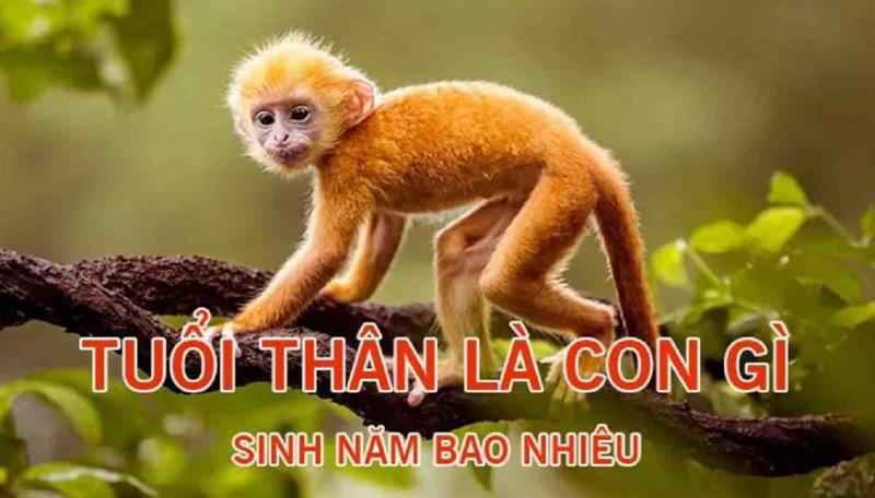 Năm con khỉ là năm bao nhiêu?