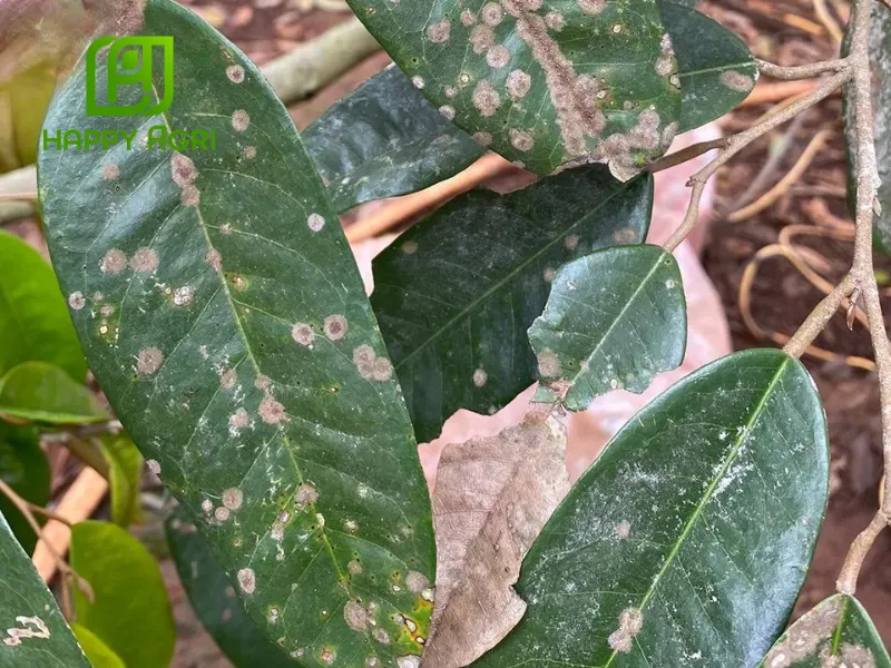 Nấm Hồng Sầu Riêng: Hương Vị Độc Đáo, Lợi Ích Sức Khỏe